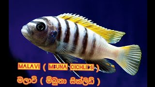 Mbuna Cichlids  Malavi Sinhala  Sri Ceylon Aqua [upl. by Laurinda]