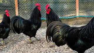 Australorp chickens  Australorp  Australorp chicken breed 💥💥 [upl. by Asseneg]