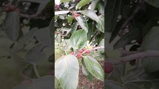 Banyan tree fruitnature treeshortvideo [upl. by Selimah]