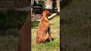 Vizslas are some weird pups… vizsla [upl. by Rogerg]