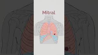 Cardiac Sounds Auscultation areas [upl. by Euqram]