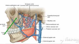 Infratemporal fossa contents [upl. by Kirstyn]