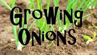 How to Plant Grow amp Harvest Onions from Start to Finish [upl. by Bond]