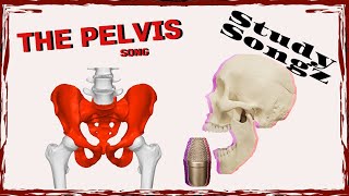 PELVIS BONE SONG  Study Songz  Pelvic Anatomy [upl. by Baumann]