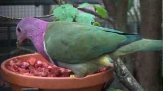 pink headed fruit dove [upl. by Joktan186]