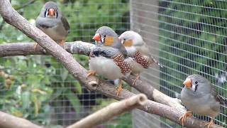 Zebravinken  Zebra finches [upl. by Ecirtam354]