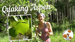 Quaking Aspen Ep 15  Botany with Brit [upl. by Eachelle]