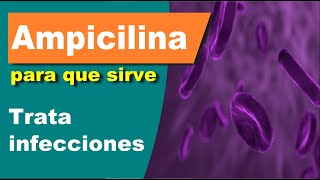 AMPICILINA trata infecciones para que sirve efectos [upl. by Pega]