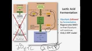 Fermentation [upl. by Eidac]