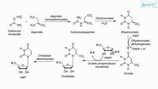 carbamoyl phosphate synthetase II [upl. by Sabir]