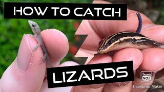 How to Catch Lizards Tips and Tricks [upl. by Jedidiah]