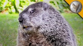 Happy Groundhog Day  Meet the Future Star of Groundhogs Day 2 [upl. by Schertz133]