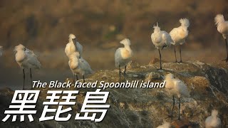 白水湖黑琵島4KThe Blackfaced Spoonbill island [upl. by Ala]