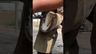 Watch horse hoof trimming a relaxing process of removing and reshaping horseshoes [upl. by Aurel973]