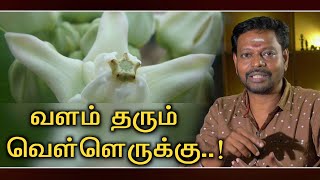 Vellerukku vinayagar  வெற்றி தரும் வெள்ளெருக்கு விநாயகர் வழிபாடு Sadhgurusaicreations [upl. by Doti]