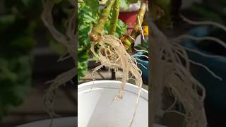 How to grow Geranium plant in waterGerenium flower plant propagation shorts gardening [upl. by Aisya601]