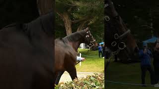 🇦🇺 Northwood Park stallion parade [upl. by Giddings]