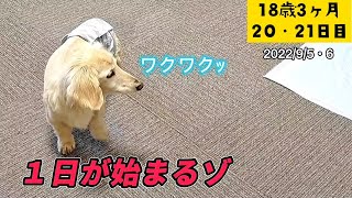 【①ワクワク朝ご飯だゾ②お散歩サボれたゾ】【ポナさんの日常＃178】18歳3ヶ月20•21日目 [upl. by Yeca]