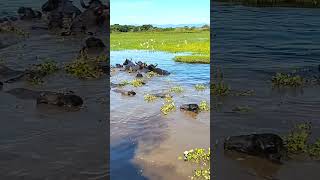 Búfalo de agua domestico viralvideo natural agua bufalo cow animals [upl. by Aseefan]