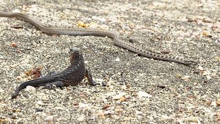 Iguane VS serpents  tension maximale  ZAPPING SAUVAGE [upl. by Elizabet]