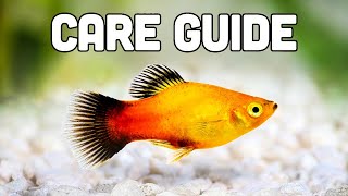 Platy Fish Care Guide aka My Favorite Livebearer for Beginners [upl. by Clementia]