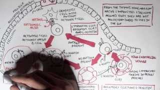 Part I  Mucosal Immunity [upl. by Erline]