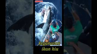 keganasan ikan hiushortvideo [upl. by Vladamar]