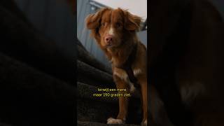 Kunnen HONDEN kleuren ZIEN 🐕👀honden toller zicht kleurenblind weetjes lerenopyoutube [upl. by Kenwee836]