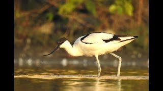 Pied Avocet feeding behaviour DSCN8159 1 [upl. by Tnomal941]