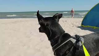 Kellenhusen Ostsee HundeUrlaub Tipps [upl. by Koffman]