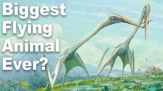 What Was The Biggest Flying Animal Ever [upl. by Anni]