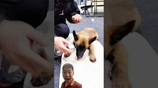 ❌❌❌Advanced Techniques for Superior Dog Training dog belgianmalinios germanshepherd trainingdog [upl. by Ahseyn]