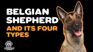 KNOW THE FOUR TYPES OF BELGIAN SHEPHERD [upl. by Relyk]