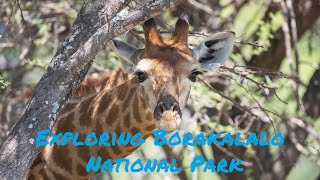 Visiting Borakalalo National Park for the first time Birding and exploratory trip [upl. by Pelpel]