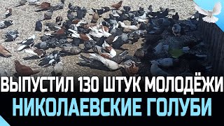 ВЫПУСТИЛ 130 ШТУК МОЛОДЁЖИ НИКОЛАЕВСКИЕ ГОЛУБИ АЛЕКСАНДРОВА [upl. by Suirada]