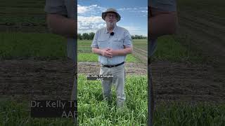 Learn about fusarium head blight in this episode of the Wheat school cdnag ontag westcdnag [upl. by Evander]