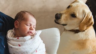 Dog Meeting Baby for the First Time Compilation [upl. by Azral533]