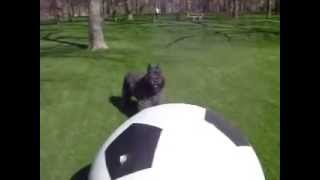 Bouvier des Flandres Herds Soccer Ball bouvierdesflandres bouvier herdingdog bouvierherding [upl. by Rett691]