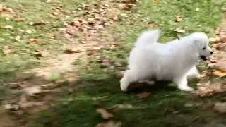 Samoyed Puppy for Sale [upl. by Whetstone]