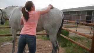 How to Bathe Your Horse [upl. by Liagaba243]