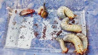 hunting rhinoceros beetle larva cockroaches in rotting palm trees [upl. by Hasile667]