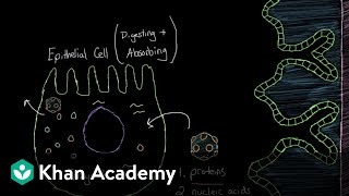 What is viral gastroenteritis  Gastrointestinal system diseases  NCLEXRN  Khan Academy [upl. by Fitalludba689]