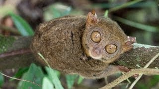 Tarsier at Bohol Island Philippines [upl. by Giselle249]