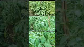 Bayer Planofix Result  Tomato Fruit Flower setting  Praveen Thakur tamatarkikheti [upl. by Felicdad]