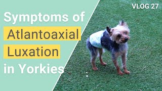 Symptoms of Atlantoaxial Instability in Yorkies  VLOG 27 [upl. by Lettie976]