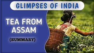 Glimpses of India  Tea From Assam  Part3 Summary Class 10  English First Flight [upl. by Aiouqahs]