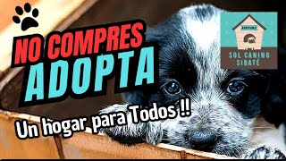 VISITANDO FUNDACIÓN DE PERROS SOL CANILO Y FELINO DE SIBATE  Ven Y ADOPTAS 🐶🐕🥰 [upl. by Nosnar990]