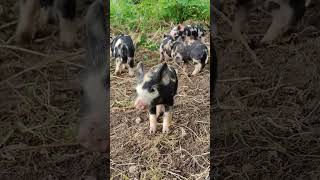 Curious little piglets just a week old 🐷😍 [upl. by Ahtoelc]