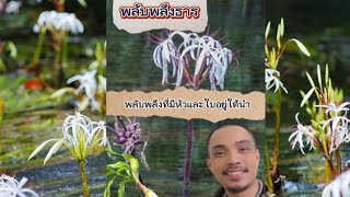 พลับพลึงธาร Crinum thaianum พืชศาสตร์สนุก aquaticplants [upl. by Roht]