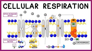 Cellular Respiration Glycolysis Krebs Cycle amp the Electron Transport Chain [upl. by Tillfourd]